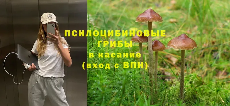 Псилоцибиновые грибы Psilocybine cubensis  omg ссылка  Прохладный 